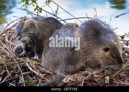 Nutria an einem Teich in den Auen des Rheins, Bonn, Nordrhein-Westfalen, Deutschland. Nutria an einem Weiher in der Rheinaue, Bonn, Nordrhei Stockfoto