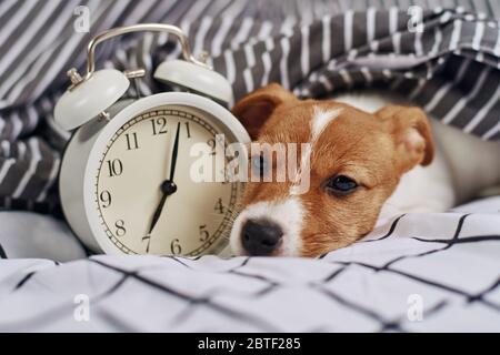 Jack russell Terrier Hund schläft im Bett mit Vintage-Wecker. Aufwachen und Morgens Konzept Stockfoto