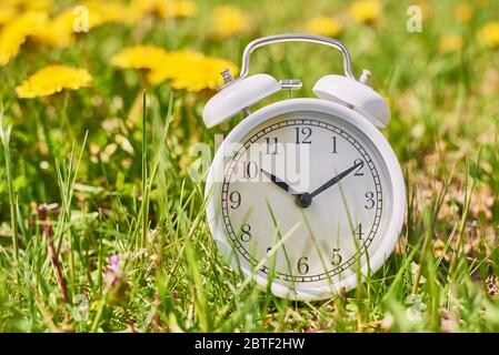 Weißer Vintage Wecker im Gras mit Löwenzahn-Blüten. Termin- und Änderungszeitkonzept Stockfoto