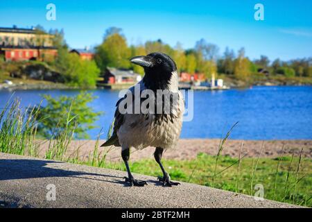 Hooded Crow, Corvus cornix, liegt nahe am Ufer in einer wunderschönen Küstenlandschaft an einem sonnigen Frühlingsmorgen, mit blauem Meer und Himmel. Stockfoto