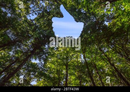 Das Vordach dieses Waldes hat ein Loch in der Form einer Hand mit Thump Up Stockfoto