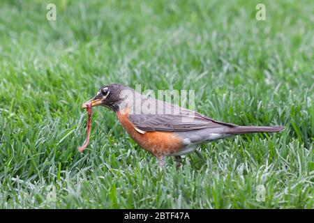 Ein Rotkehlchen fängt einen wigglenden Regenwurm in seinem Schnabel. Stockfoto