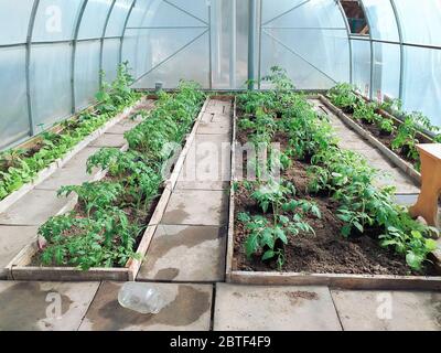 Im frühen Frühjahr werden Tomatensämlinge im Gewächshaus gepflanzt. Das Konzept des Gemüseanbaus zu Hause. Stockfoto