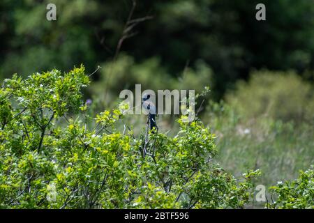 Woodhouse's Scrub Jay (Aphelocoma woodhouseii) aus Douglas County, Colorado, USA. Stockfoto