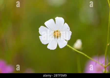 Einzelne weiße Kosmos Blume Stockfoto