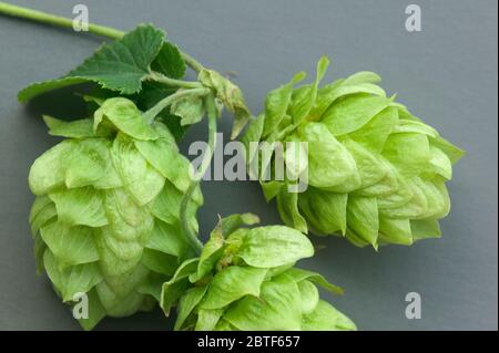 Reife Hopfenzapfen 'Humulus lupus'. Stockfoto