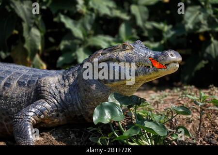 Yacare Caiman mit Julia Butterfly an der Nase Mund,caiman yacare - Brasilien, Pantanal. Stockfoto