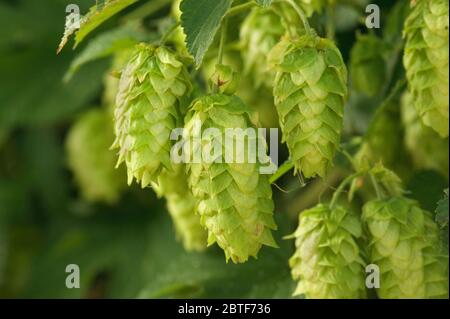 Reife Hopfenzapfen auf Weinrebe 'Humulus lupus'. Stockfoto