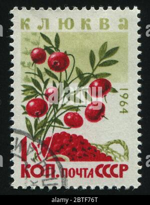 RUSSLAND - UM 1964: Briefmarke von Russland gedruckt, zeigt Cranberry, um 1964. Stockfoto