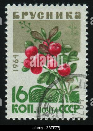 RUSSLAND - UM 1964: Briefmarke von Russland gedruckt, zeigt Cranberry, um 1964. Stockfoto