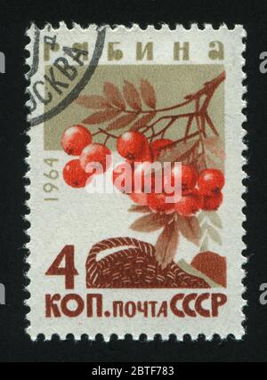 RUSSLAND - UM 1964: Briefmarke gedruckt von Russland, zeigt Sorbus, um 1964. Stockfoto
