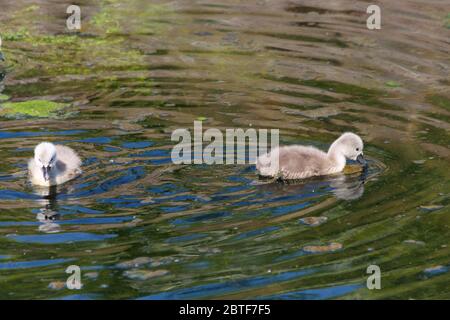 Mute Swans Nachkommen im Frontenpark (englisch Frontenpark) lernen zu schwimmen und zu überleben Stockfoto