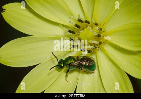 Schwitzbiene, Augochlorella sp., Futtersuche auf Falschem Löwenzahn, Pyrrhoppus grandiflorus Stockfoto