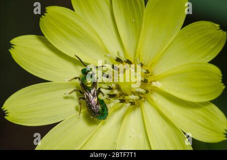 Schwitzbiene, Augochlorella sp., Futtersuche auf Falschem Löwenzahn, Pyrrhoppus grandiflorus Stockfoto