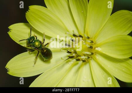 Schwitzbiene, Augochlorella sp., Futtersuche auf Falschem Löwenzahn, Pyrrhoppus grandiflorus Stockfoto