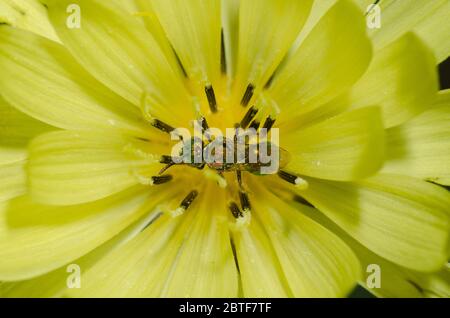 Schwitzbiene, Augochlorella sp., Futtersuche auf Falschem Löwenzahn, Pyrrhoppus grandiflorus Stockfoto