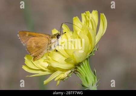 Südlicher Bruchstrich, Polites otho, Nektaring von falschem Löwenzahn, Pyrrhopappus grandiflorus Stockfoto