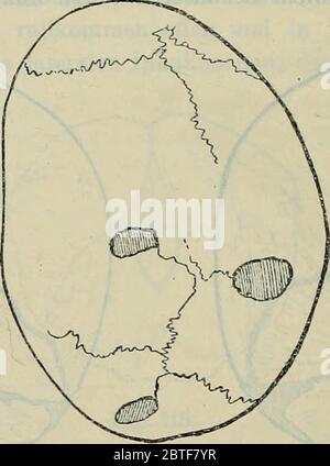 Abhandlungen der Königlich Bayerischen Akademie der Wissenschaften Stockfoto