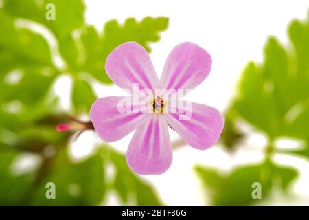 Herb Robert Blume isoliert auf weißem Hintergrund Stockfoto