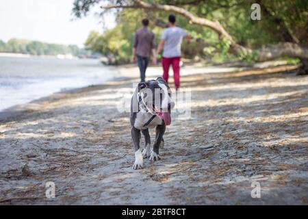 Amerikanischer Bully Hund, der am Strand herumläuft Stockfoto