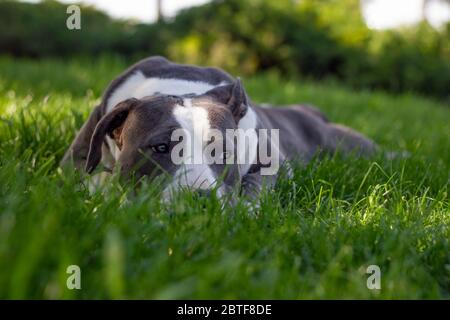 Amerikanischer Bully Hund liegt im Gras Stockfoto