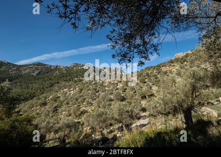 Es Tossals Vers Olives, Mallorca, Balearen, Spanien. Stockfoto