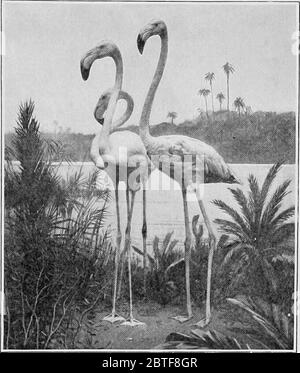 'Die amerikanische Naturgeschichte; eine Grundlage nützlicher Kenntnisse der höheren Tiere Nordamerikas' (1914) Stockfoto