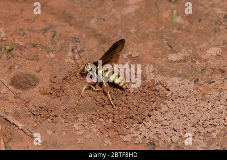 Spinnwasp, Poecilopompilus interruptus, weiblicher Aushub für gelähmte Spinnenauge Stockfoto