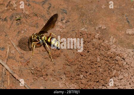 Spinnwasp, Poecilopompilus interruptus, weiblicher Aushub für gelähmte Spinnenauge Stockfoto