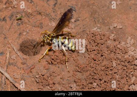 Spinnwasp, Poecilopompilus interruptus, weiblicher Aushub für gelähmte Spinnenauge Stockfoto