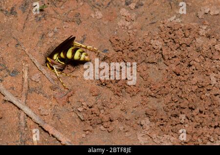 Spinnwasp, Poecilopompilus interruptus, weiblicher Aushub für gelähmte Spinnenauge Stockfoto