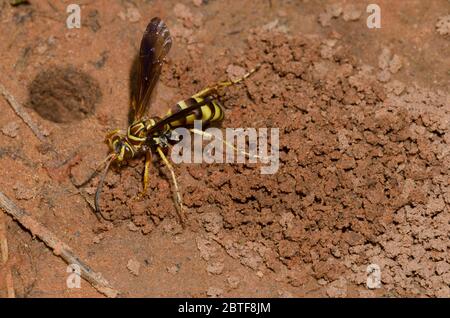 Spinnwasp, Poecilopompilus interruptus, weiblicher Aushub für gelähmte Spinnenauge Stockfoto