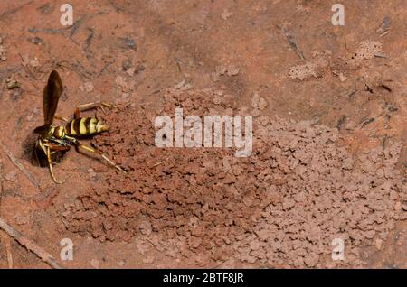 Spinnwasp, Poecilopompilus interruptus, weiblicher Aushub für gelähmte Spinnenauge Stockfoto