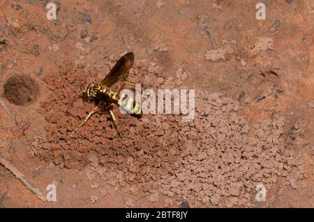 Spinnwasp, Poecilopompilus interruptus, weiblicher Aushub für gelähmte Spinnenauge Stockfoto