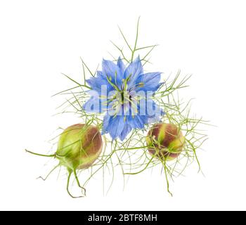 nigella Blume mit Schoten isoliert auf weiß Stockfoto