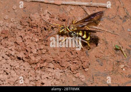 Spinnwasp, Poecilopompilus interruptus, weibliche Füllung in den Bau nach Ablagerung gelähmter Spinnenauge Stockfoto