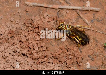 Spinnwasp, Poecilopompilus interruptus, weibliche Füllung in den Bau nach Ablagerung gelähmter Spinnenauge Stockfoto