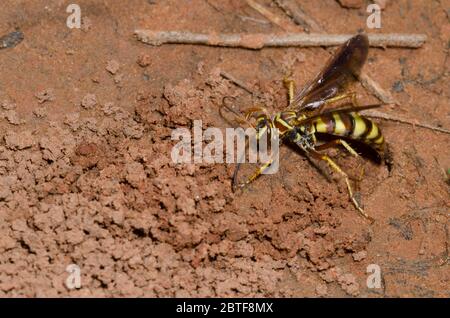 Spinnwasp, Poecilopompilus interruptus, weibliche Füllung in den Bau nach Ablagerung gelähmter Spinnenauge Stockfoto