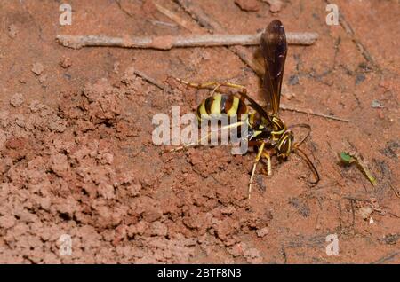 Spinnwasp, Poecilopompilus interruptus, weibliche Füllung in den Bau nach Ablagerung gelähmter Spinnenauge Stockfoto