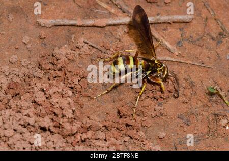 Spinnwasp, Poecilopompilus interruptus, weibliche Füllung in den Bau nach Ablagerung gelähmter Spinnenauge Stockfoto