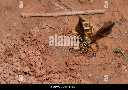 Spinnwasp, Poecilopompilus interruptus, weibliche Füllung in den Bau nach Ablagerung gelähmter Spinnenauge Stockfoto