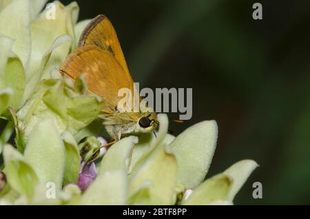 Südlicher Bruchstrich, Polites otho, Nektaring aus grünem Milkweed, Asclepias viridis Stockfoto