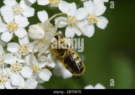 Krabbenspinne, Mecaphesa sp., mit Soldatenfliege, Familie Stratiomyidae, Beute auf Schafgarbe, Achillea millefolium Stockfoto