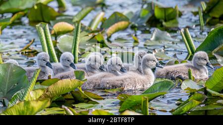 Swan und ihre Signet-Fotografien von Alan Peebles Stockfoto