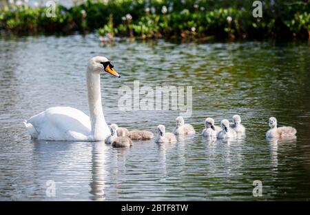 Swan und ihre Signet-Fotografien von Alan Peebles Stockfoto