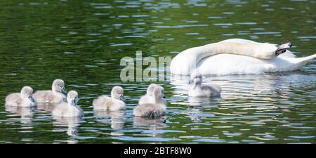 Swan und ihre Signet-Fotografien von Alan Peebles Stockfoto