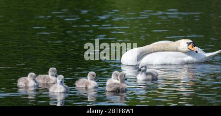 Swan und ihre Signet-Fotografien von Alan Peebles Stockfoto