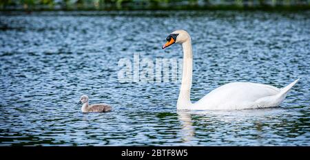 Swan und ihre Signet-Fotografien von Alan Peebles Stockfoto
