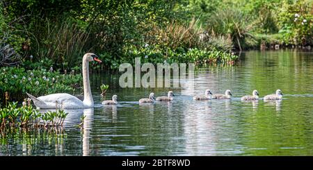 Swan und ihre Signet-Fotografien von Alan Peebles Stockfoto