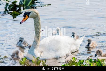 Swan und ihre Signet-Fotografien von Alan Peebles Stockfoto